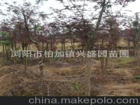 紅楓喬木供應商,價格,紅楓喬木批發(fā)市場 