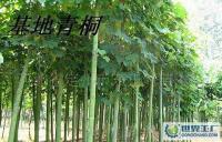 長期0大量 法桐、 青桐、 泡桐、樹苗[供應]_綠化苗木_世界工廠網中國產品信息庫