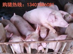 養(yǎng)豬廠的苗豬價(jià)格行情預(yù)測