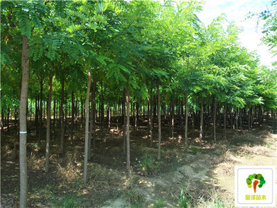 洋槐樹基地_洋槐價(jià)格_苗木基地