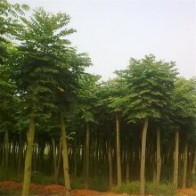 【欒樹價(jià)格 黃山欒 8-15公分欒樹圖片】欒樹價(jià)格 黃山欒 8-15公分欒樹 - 南京市浦口天昱生態(tài)苗木場