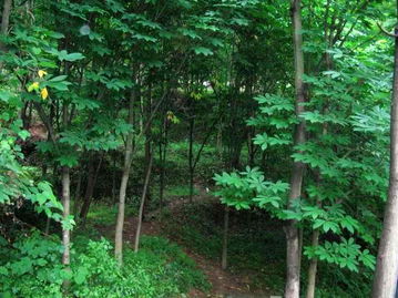 七葉樹 供應(yīng) 湖北五峰珍稀苗木基地