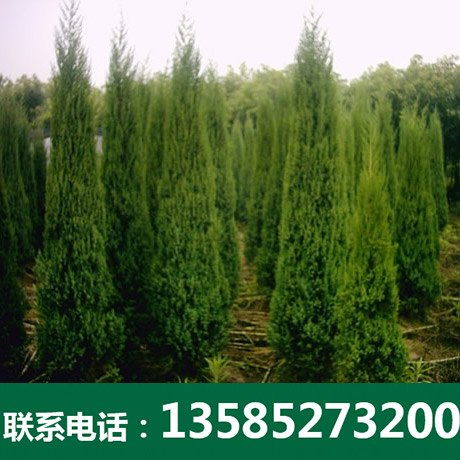 塔柏廠家 沭陽博大綠化苗木 沭陽博大綠化苗木園藝場 金葉女貞銷售