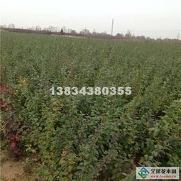 連翹苗供應(yīng)商批發(fā)價(jià)格 華北晉南苗木基地苗圃