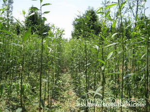 綠化苗木 美國竹柳 適應(yīng)性強(qiáng),用途廣
