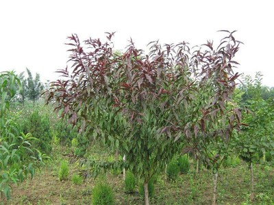 首威苗木 紅葉碧桃價(jià)格 內(nèi)蒙古紅葉碧桃