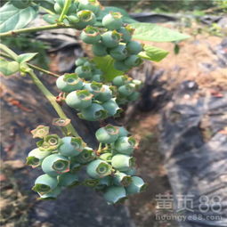 【現(xiàn)在什么價(jià)格5年藍(lán)莓苗,都克藍(lán)莓苗】- 