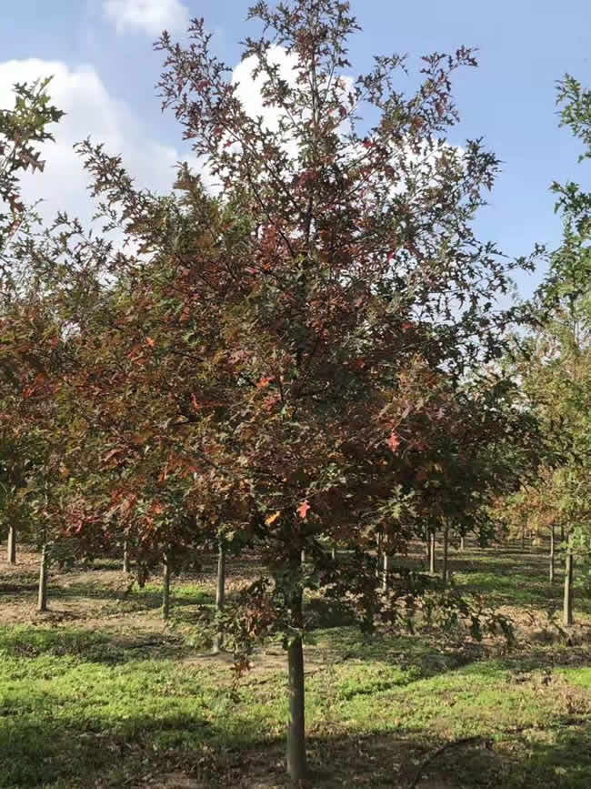 安徽美國(guó)紅楓行業(yè)專家在線為您服務(wù) 邳州市文雅銀杏苗木種植專業(yè)合作社