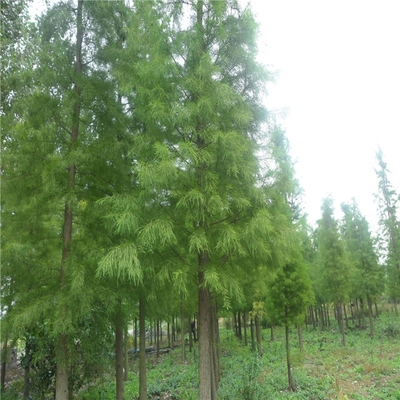 哪里有賣落羽杉 江蘇落羽杉基地批發(fā)