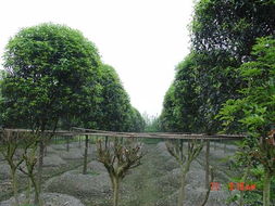 成都溫江苗圃