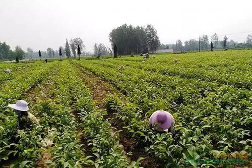苗木人的五道坎兒,你跨過幾個