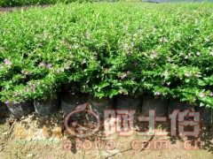 【漳州漳浦種植基地供應(yīng)優(yōu)質(zhì)滿天星、質(zhì)優(yōu)價廉】綠化苗木,價格,廠家,供應(yīng)商,花木,龍海市東泗興輝園藝場 - 產(chǎn)品庫
