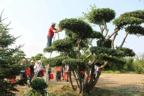 甘肅金昌 戈壁灘上的 花木工廠