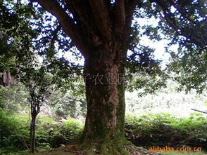 低價供應(yīng)桂花樹,喬木,多種綠化苗木指導(dǎo)價 低價供應(yīng)桂花樹,喬木,多種綠化苗木行情 湖南省中科果樹油茶研究所