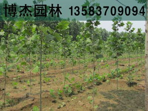 2公分法桐小苗價格