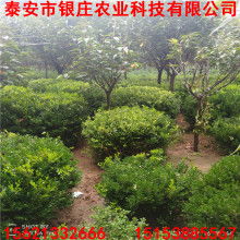 2021綠化苗木價格 報價 綠化苗木批發(fā) 第7頁 園林網(wǎng)
