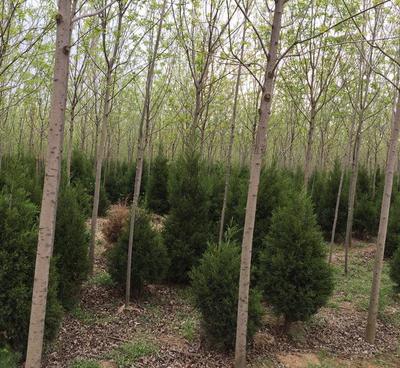 速生白蠟 綠化樹 白蠟樹 白蠟種植基地 廠家批發(fā)