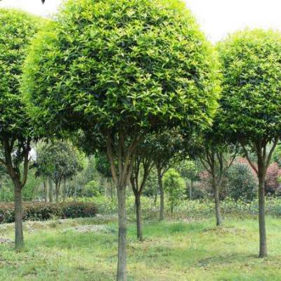 貴州桂花 都高分枝桂花 成都苗木 成都工程苗木 桂花苗木價(jià)格