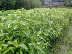 江西香樟苗木批發(fā)價(jià)格,江西供應(yīng)香樟苗木