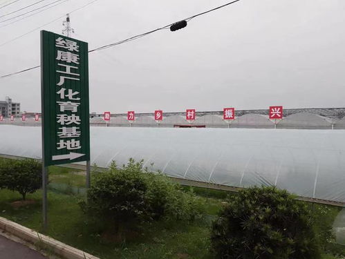 美麗楊柳畈 戶通柏油路,人住別墅樓,苗住棚里育,魚(yú)在池中游
