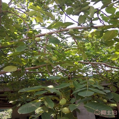 【晉香核桃苗新品種,晉龍核桃苗銷(xiāo)售廠家】泰安高新區(qū)旺運(yùn)苗木中心 - 產(chǎn)品庫(kù)