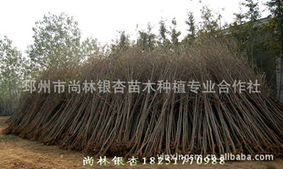 邳州市尚林銀杏苗木種植專業(yè)合作社 喬木產(chǎn)品列表