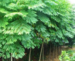 供應(yīng)欒樹低價售出大眾苗木_農(nóng)副產(chǎn)品_世界工廠網(wǎng)中國產(chǎn)品信息庫