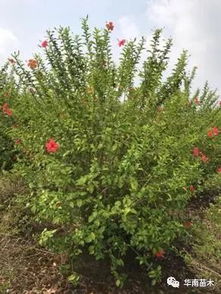 華南苗木灌木品種特惠