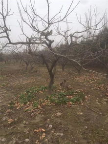 恭喜創(chuàng)景園林苗木直銷基地入駐苗木通平臺 致力精品苗木發(fā)展