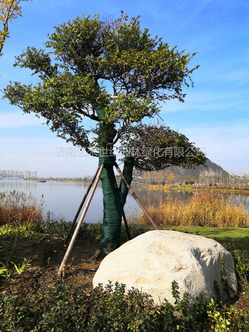 園林植物防凍,溫暖過(guò)冬保護(hù)