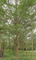 小葉榕、風(fēng)凰木、盆架子、華棕、木棉、加拿利海棗、香樟[供應(yīng)]_綠化苗木_世界工廠網(wǎng)中國(guó)產(chǎn)品信息庫(kù)