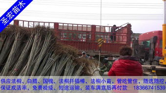 2014年河北邯鄲3公分法桐樹(shù)報(bào)價(jià)