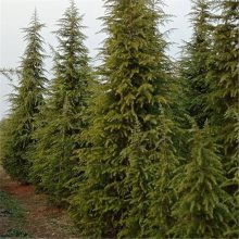 綠化苗木精品工程6米雪松價(jià)格行情苗圃實(shí)拍視頻電話看貨4m5m6米雪松價(jià)格圖片大全 南京市浦口天昱生態(tài)苗木場(chǎng)
