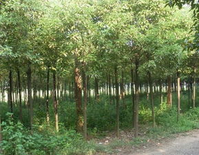 安徽蕪湖香樟 安徽省蕪湖市無(wú)為縣喬木色塊小苗 安徽蕪湖香樟,哪里的廣玉蘭便宜,特供香樟基地
