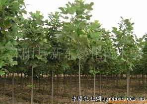 沭陽(yáng)縣新東綠化苗木場(chǎng)