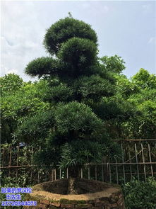 沈陽(yáng)羅漢松 羅漢松 哪里有造型羅漢松