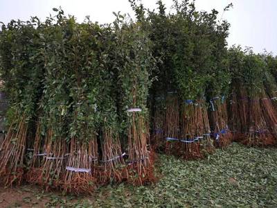山東1公分恐龍蛋李子苗木基地被搶劫一空!新疆恐龍蛋杏李真的火了!