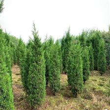 塔柏墓地龍柏樹苗 塔柏樹清明松樹苗 教育苗木 苗圃供應(yīng)