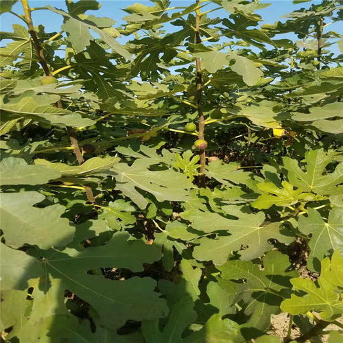 【甘肅省青皮無花果樹苗哪里有無花果樹苗現(xiàn)貨充足】- 