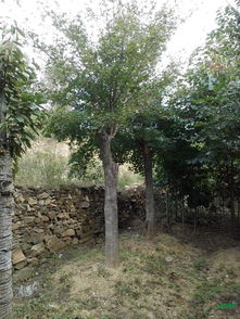 河南南陽綠誠苗木基地