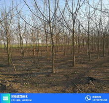 盛霖苗木基地 圖 楸樹苗 泰安楸樹