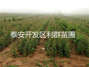 櫻花苗 櫻花樹苗 櫻花小苗 櫻花苗木
