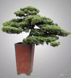 高端苗木 苗木中的 精品 ,市場未來的 主角