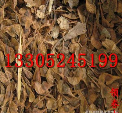 【常年批發(fā)彩色花木花卉種子發(fā)芽率高 優(yōu)質(zhì)領春木種子(圖)55元】價格_廠家_圖片 -