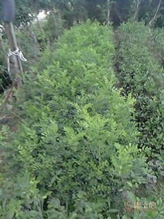 【廠家供應七里香苗木盆栽花卉九里香木香花苗園林綠化工程苗木】龍海市東泗鄉(xiāng)左岸花木場 - 產(chǎn)品庫