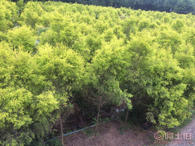 【永安苗圃基地批發(fā)瀘州自貢宜賓內(nèi)江樂山達州遵義畢節(jié)昭通鎮(zhèn)雄雪松苗、紅葉李苗、黃金香柳小苗、美國紅楓小苗】,價格,廠家,供應商,花木,黃羽 - 個體經(jīng)營 - 產(chǎn)品庫