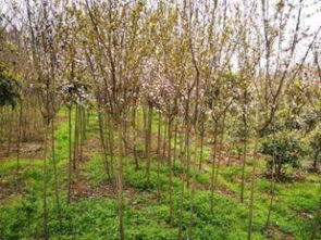 圖 各類綠化工程 市政工程 項目綠化苗木,貨源成都 重慶鮮花綠植