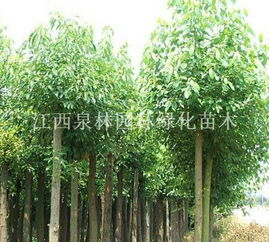 5公分香樟 ,香樟價格 ,香樟樹苗, 香樟樹, 園林綠化樹苗,工程綠化苗木供應 江西泉林園林綠化苗木商鋪