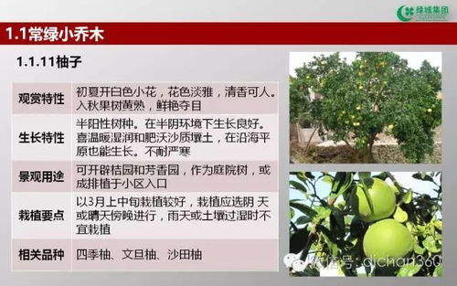 綠城集團園林軟景苗木圖譜 全套