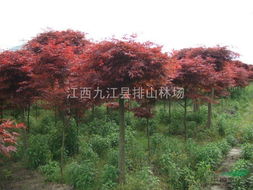 九江苗木,江西九江苗木